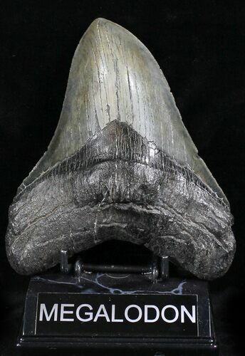 Awesome Megalodon Tooth - South Carolina #27321